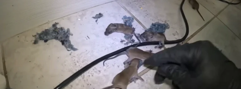 Rat activity signs around a residential property in Granite Bay 95746