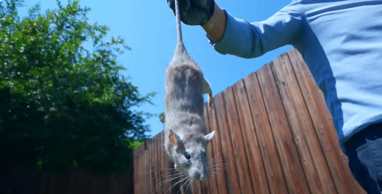 Rodent control technician serving Granite Bay 95746