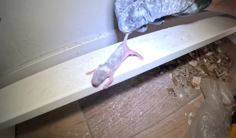 Rodent control in Granite Bay CA — residential home inspection and exclusion